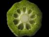 Okra Greens