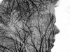 Sycamore Tree