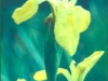 An Iris Grows