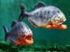 PIRANHAS