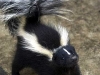 Skunk