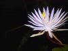 Kadupul [Epiphyllum] - Acrostic