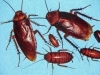 Goki, Cucaracha, Ipis, Cockroach