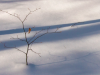 Winter Blues 