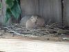 Coo of the Mourning Dove