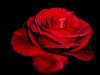 The Unwritten Rose