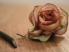 Broken Rose [7-19-06]