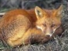 Fox dung