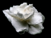 The White Rose