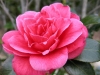 Memories of Camellias