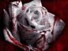 Bloody Roses