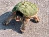 I am a Turtle!