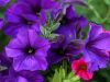 Patti Picks Pretty Purple Petunias