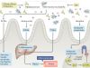 Gut flora and metabolites influence these diseases