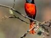 Like A Robin.
