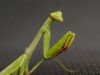 Praying mantis 