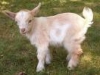 The Ganja Goat