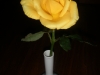 Yellow Rose of Bangalore