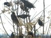 The Murderous Crows