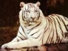 White Tigers