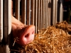 A Pig In A Cage On Antibiotics