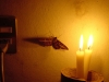 The Moth Before the Flame (Fear of Beauty)