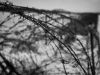 Barbed Wire