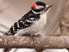 Chickadee and Red-headed Woodpecker Song 