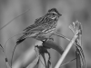 Savannah Sparrow