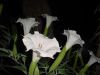 Flowers Eating the Night