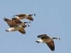 Wild Geese on the Wing