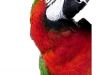 "Macaw Owner's Advisory"