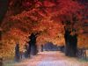 Autumn Forest Journey