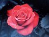 Red Rosebeam