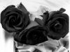 Black Roses In A Round Vase