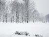 Artic Blast 