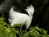 Baby egret: Derisive Derby