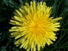 Systematically Decapitating Dandelions