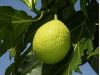 Arrow/Canary: Windy-City's Breadfruit