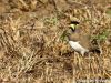 Spending time in the wild of Pench National Park