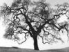 Lone Oak Tree