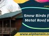 Best Snowbirds for Metal Roof | Metal Roofs in Arlington VA
