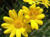 Sunflower Lessons (Cinquain)