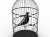 caged bird. 1.
