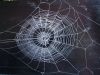 My Web