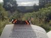 Bookworm Butterfly