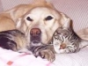 --- Cats and Dogs ---