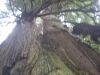 Raining Redwoods