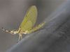 Mayfly