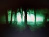 Mysterious Woods